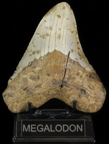 Megalodon Tooth (Repaired) - North Carolina #66105